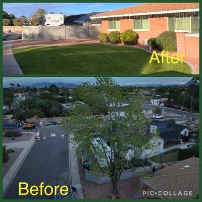 Large Tree Removal in front yard.  Tree Pruning; Tree Removal; Tree Trimming