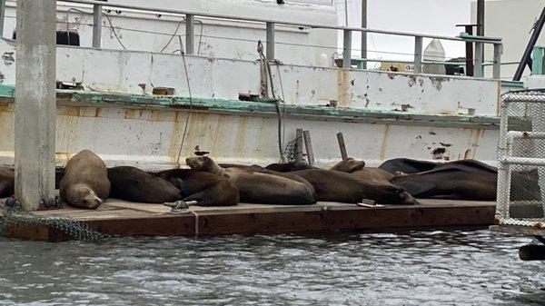 Seals  were awake...saying HI!