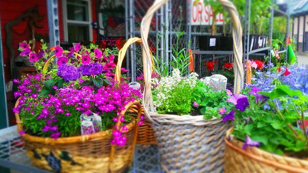 Many shade tolerant flowers for cloudy Grays Harbor days.