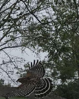 Hawk come my back yard every day, we are friend.