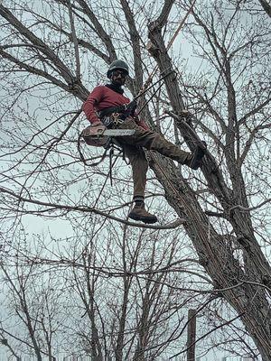 Avalanche Tree Service