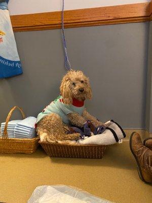 Elton cozied up into the basket of blankets before the dr came back in.