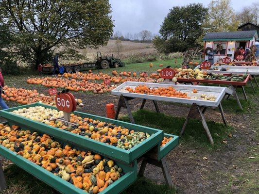 Getting some last minute pumpkins to lure in a trick-or-treater or two tomorrow.