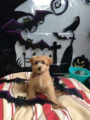 Tucker set for Halloween after grooming at Clip and Dip!