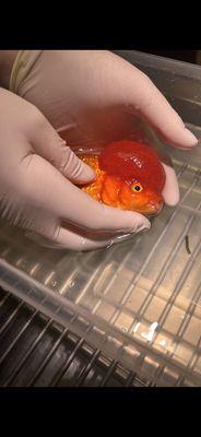 Oranda goldfish...