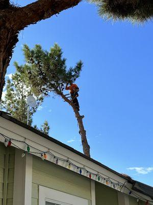 Pine tree coming down