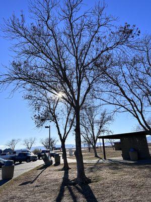 Beautiful day some nice trees