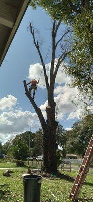 Safety tree climber certified