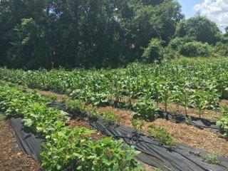 Blooming Acres is the newest program addition to A New Leaf!  Growing produce for local food banks and members of the community.