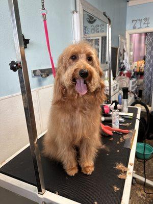 Odin bath blow dry and brush out