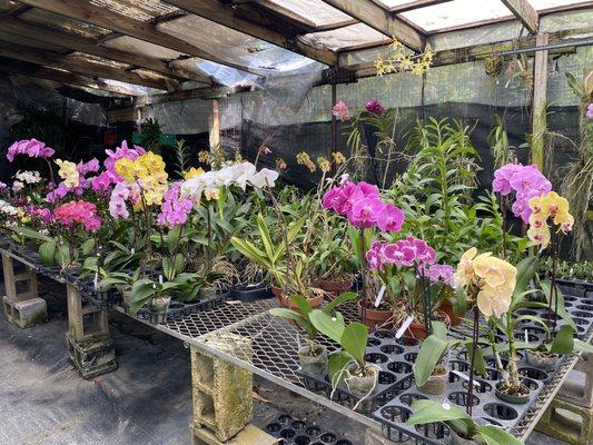 Beautiful orchids in stock