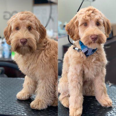 Tango before and after his big boy haircut