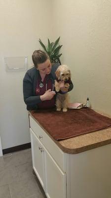 Our little Indy 7 getting a nail trim.