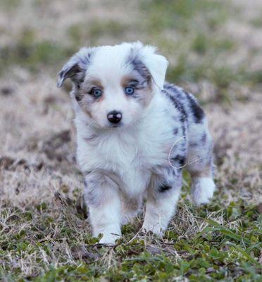 Adobe Animal Hospital of Soquel