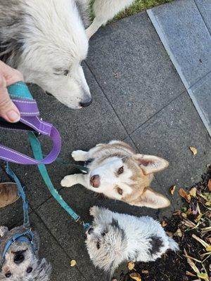 Heart of Caregiving Pets