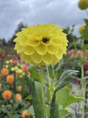 bee in flower