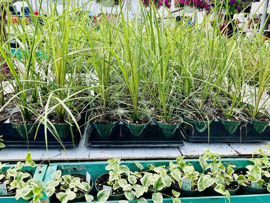 Spiky grass. Great for a privacy screen on a balcony.