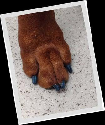 We carry pet safe nail polish for those times when your pets want to look their best.