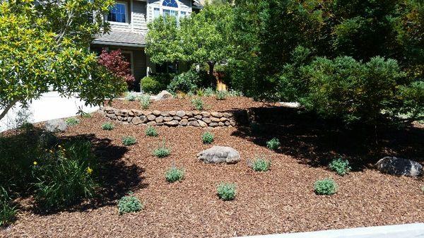 Drought tolerant and low maintenance.