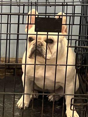 Same cool French Bulldog  (Looks funny behind bars)