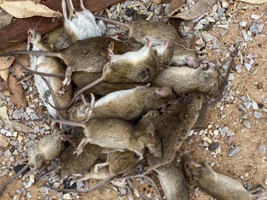 More dead rats laying outside