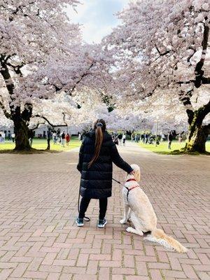 Planning out our sprint through the cherry blossom crowd.