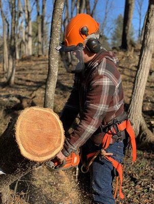 Matthew doing some sawing on a diseased tree removal job.