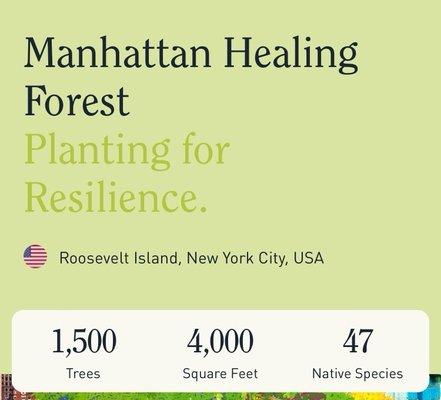 Manhattan Healing Forest