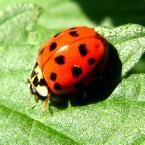 Rhode Island Seasonal Pest Control Services.