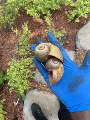 Pond snails leaving their shells behind in customers garden