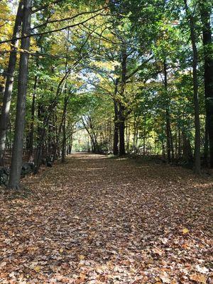 Autumn leaves on the road