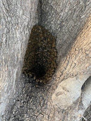 Remove bees from olive tree