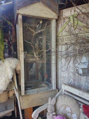 Bird screaming for attention from anyone passing by while store is closed.  Lonely and distressed. wrong cage and food for such a bird.