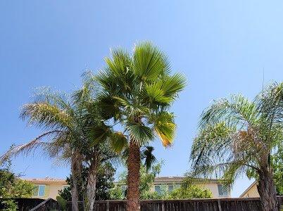 Need your palm trees cut? JJ's gets it done leaving it perfect!