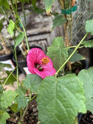 Flowering maple