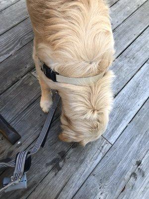 Our dog was served a breakfast sausage while we ate. Very thoughtful.