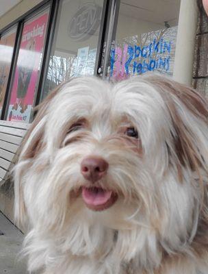 She's not tempted for Baskin Robbins... she already got her doggie gelato from next door.