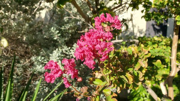 Flowers outside of the restaurant. 8/20/2021