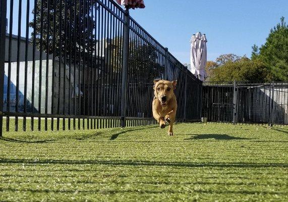 Charlie loves his yard time!