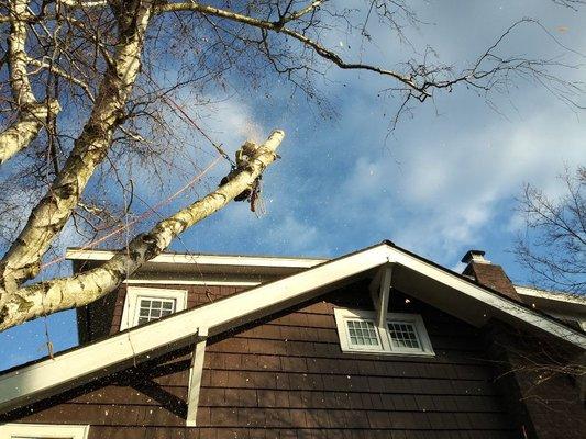 Large birch tree pruning