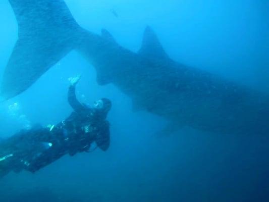 WHALE SHARK (COIBA NATIONAL PARK, PANAMA)