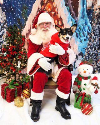 Santa, corgi