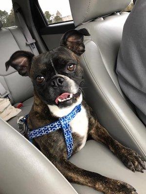 This is Charlie on his way to see us at Compassion Animal Hospital. What a cutie! :)