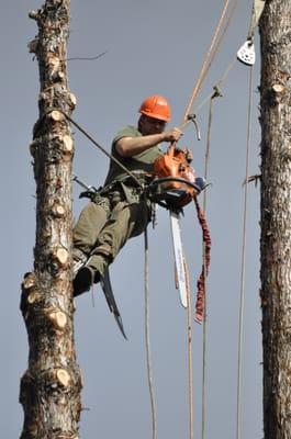 Tree Removal