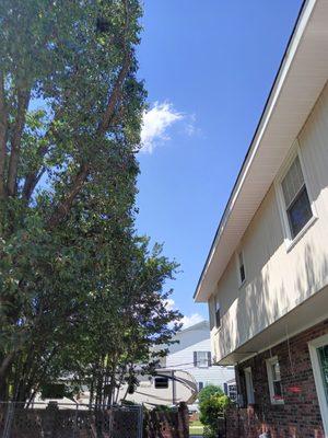 Side trimmed Bradford pear away from house