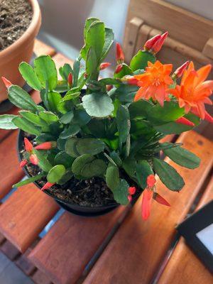 Thanks Niagara Produce! It's a beautiful addition to my plants. Easter/spring cactus.