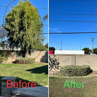 Bottle brush tree removed