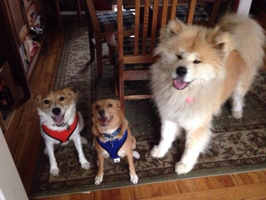 Sparky, Frances and Megumi cheesin' during a playdate :)