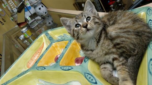 I donated this crudite platter, and 5 minutes later saw this happy kitty!