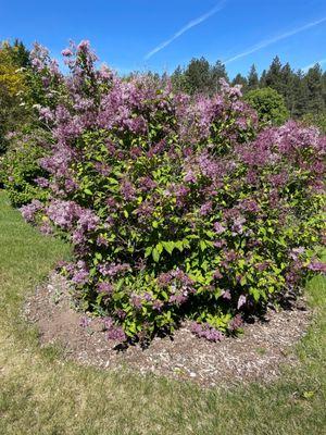 Lilacs still blooming!